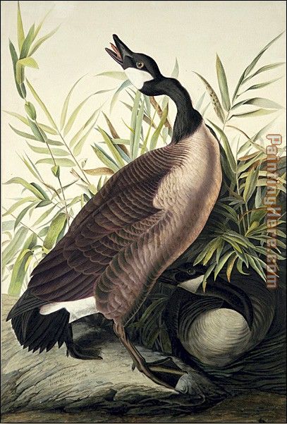 Canada Goose painting - John James Audubon Canada Goose art painting